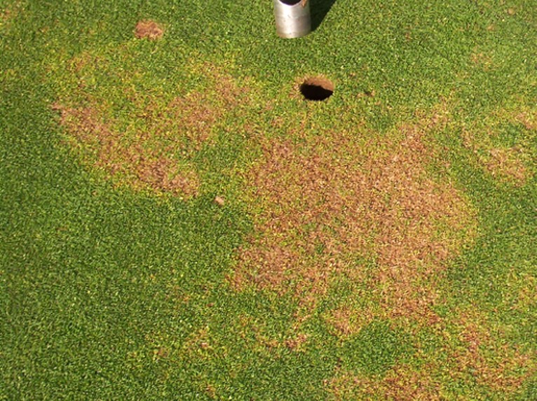 Anthracnose