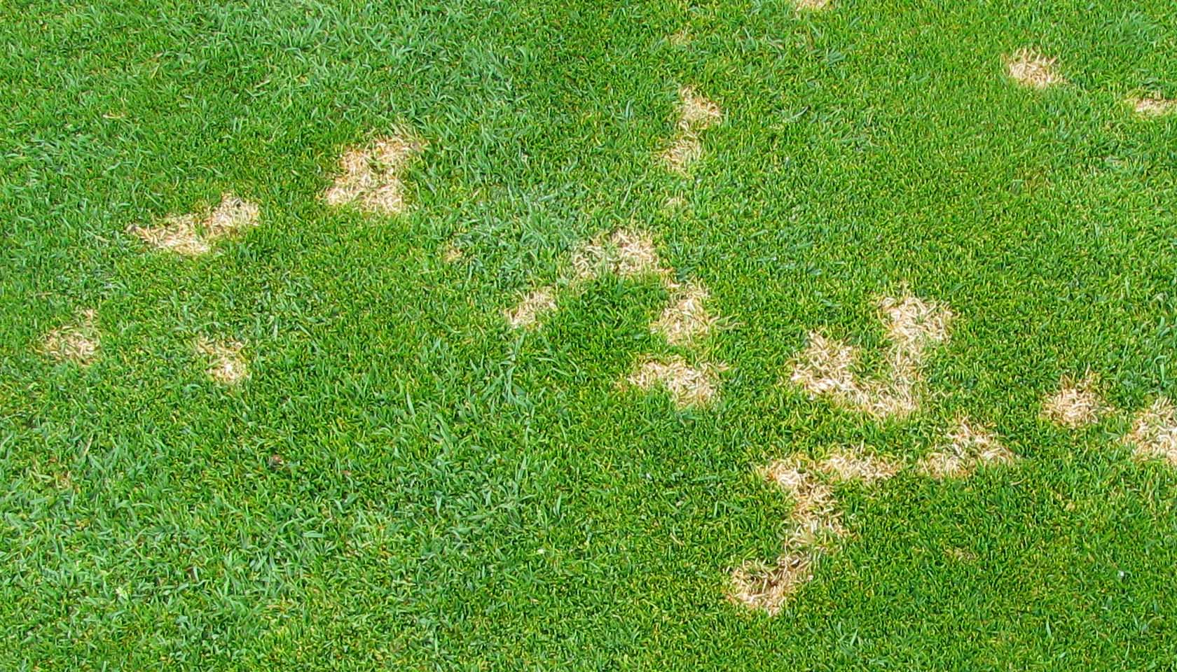 Dollar Spot